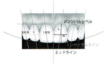 歯牙・歯列の分析