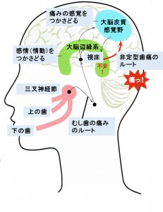 神経ネットワーク　痛覚と感情の関連性