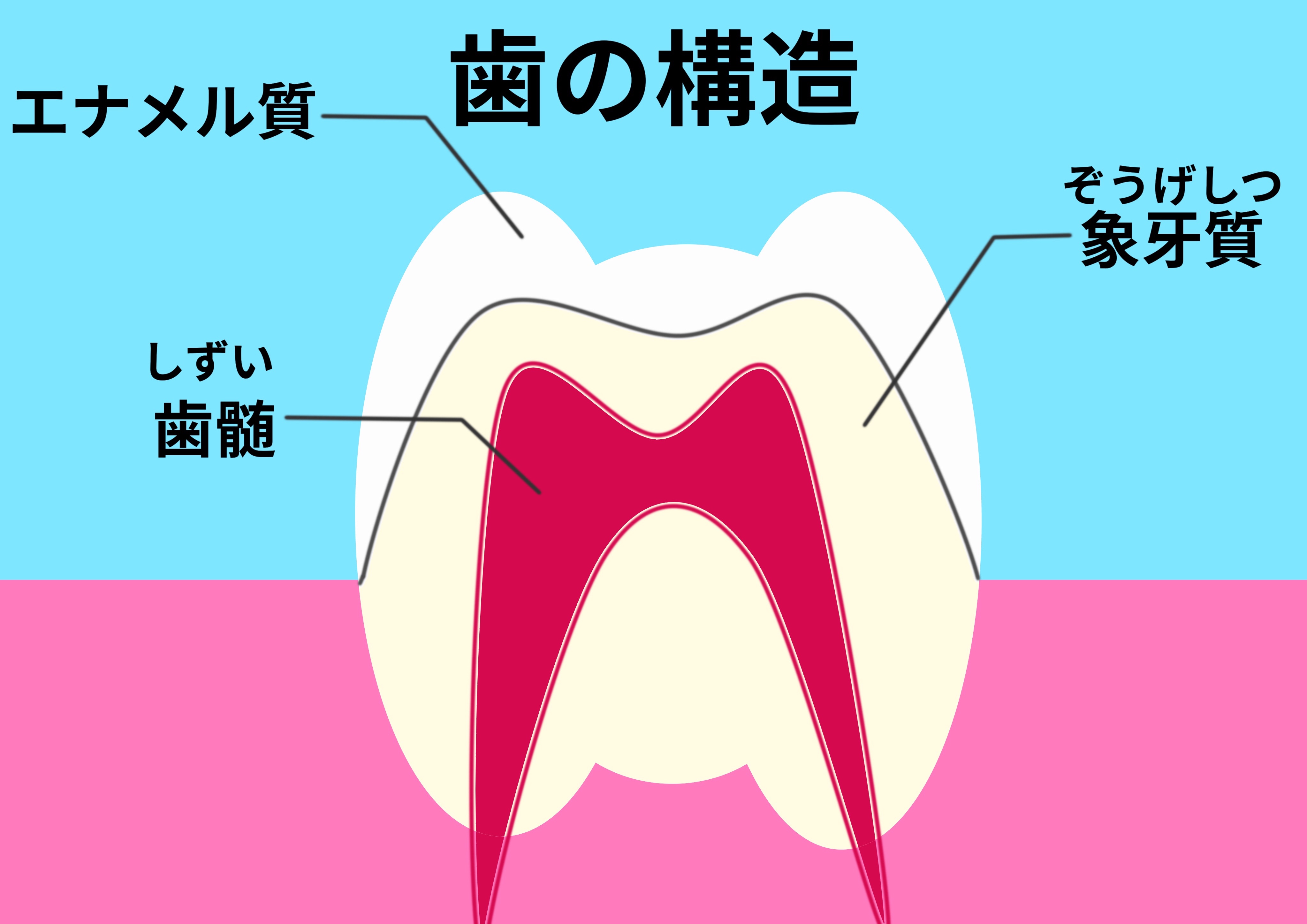 エナメル質と象牙質