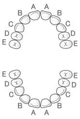 乳歯列のイメージ図