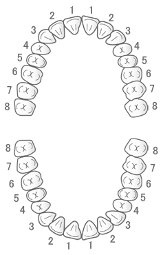 永久歯列のイメージ図